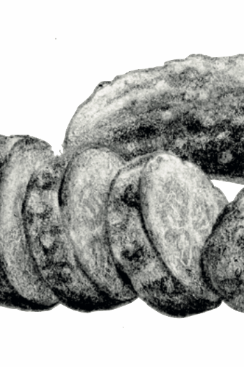 ILLUSTRATION CORNICHONS MARTIN POURET