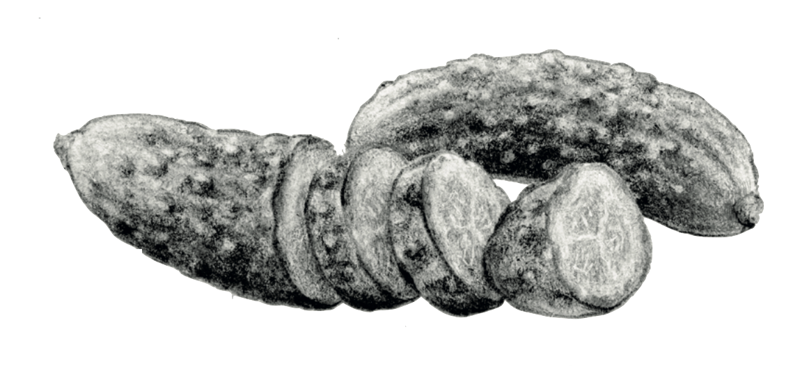 ILLUSTRATION CORNICHONS MARTIN POURET